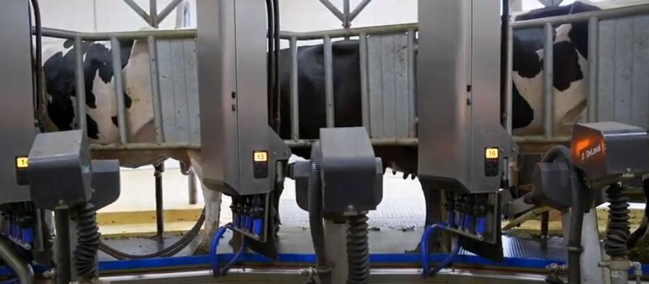 CUTTING EDGE: Robots milking cows at Bannister Downs Dairy in WA.