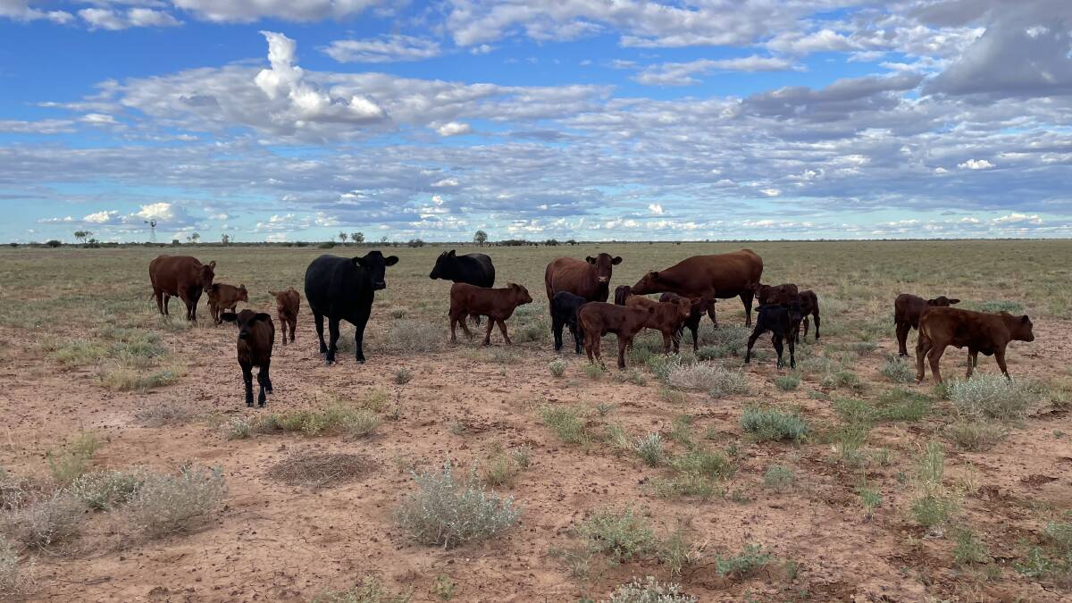Three-year-old Braidwood heifers with their second calf at foot.