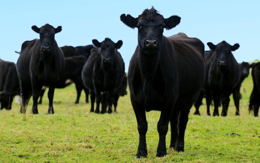 Australia's beef industry has an overarching target of being able to demonstrate its net positive contribution to nature by 2030. Picture via Shutterstock.