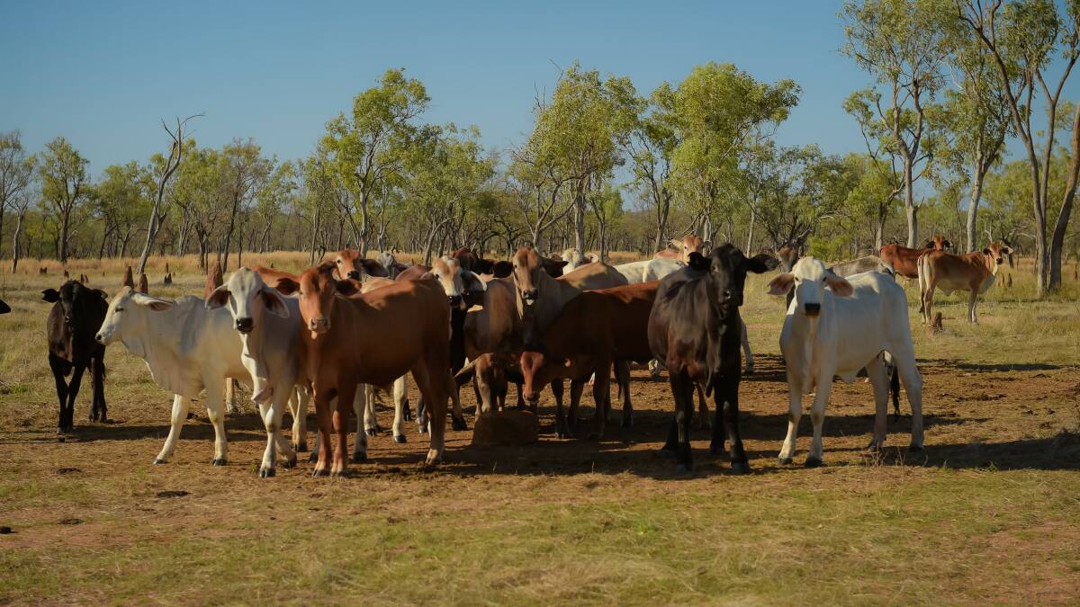 New ways of managing cattle fertility in pipeline
