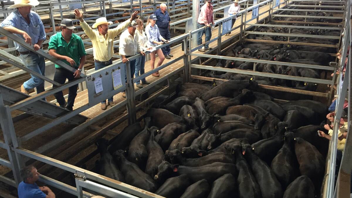 Cattle prices feel the heat