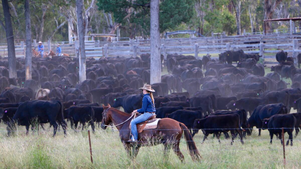 WAGYU SHIFT: Australian Country Choice cattle. IMAGE: Nancy Gray.