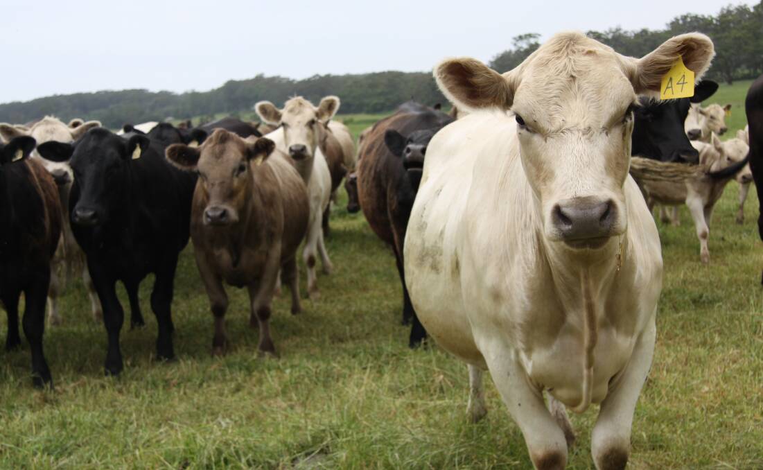 STEP UP: It's time to get moving on beef's carbon neutral plans, say scientists.