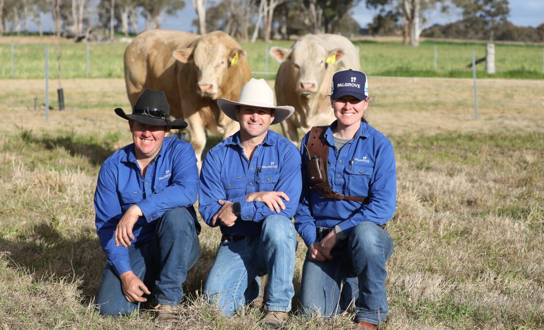 READY TO GO: Palgrove's Tim Williams, Ben Noller and Charlie Howard with Charolais bulls.
