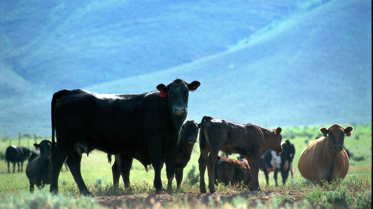 Canadian cattle industry makes inroads on methane emission reduction