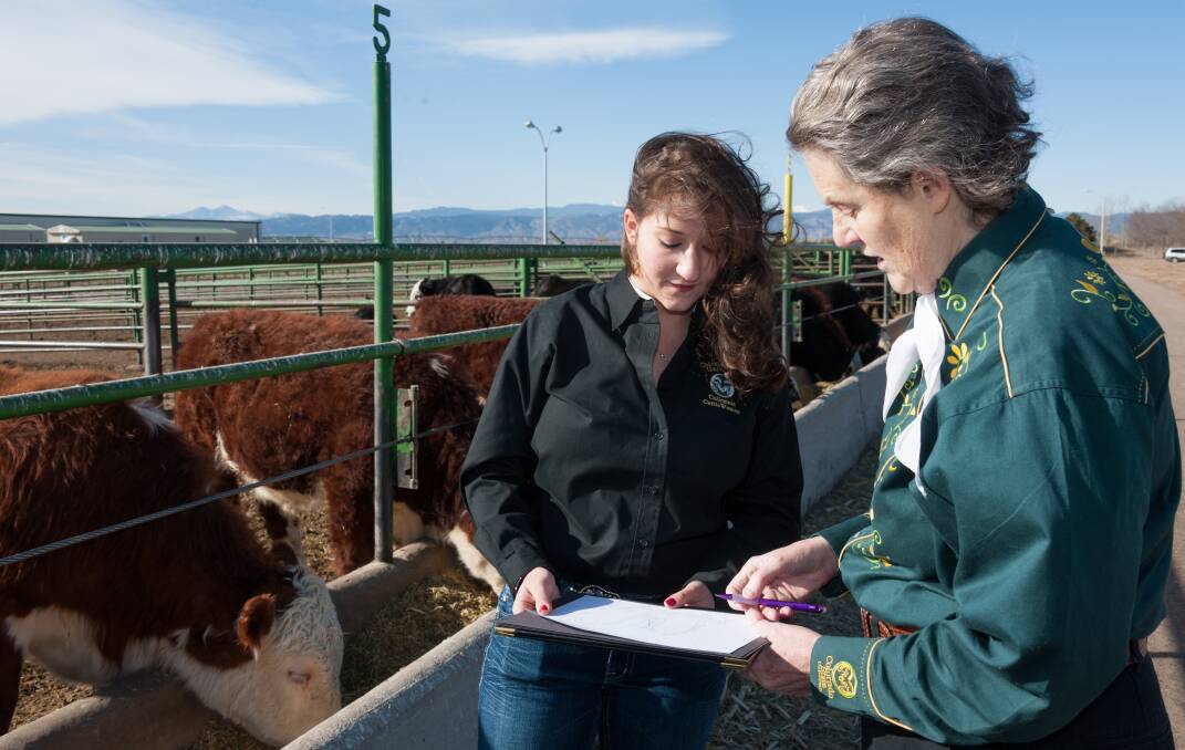 Dr Grandin working with the next generation of livestock scientists.