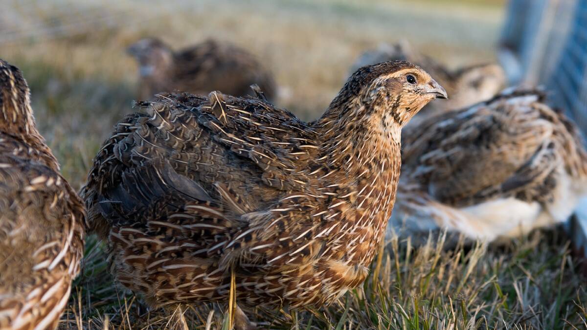 Live quail on farm at Brisbane Valley Protein.