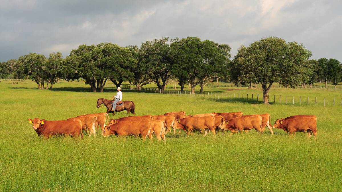 HeartBrand’s JoJo Carrales musters yearling fullblood Akaushi bulls at the operation's ranch near Harwood, Texas. 