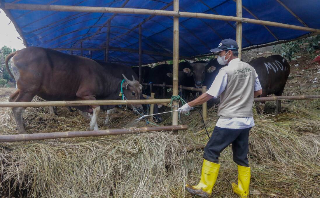 PREVENTION: A health worker sprays disinfectant in a cow shed to prevention foot and mouth disease in Bogor, West Java, Indonesia. PHOTO: Andi M Ridwan/INA Photo Agency/Sipa USA.