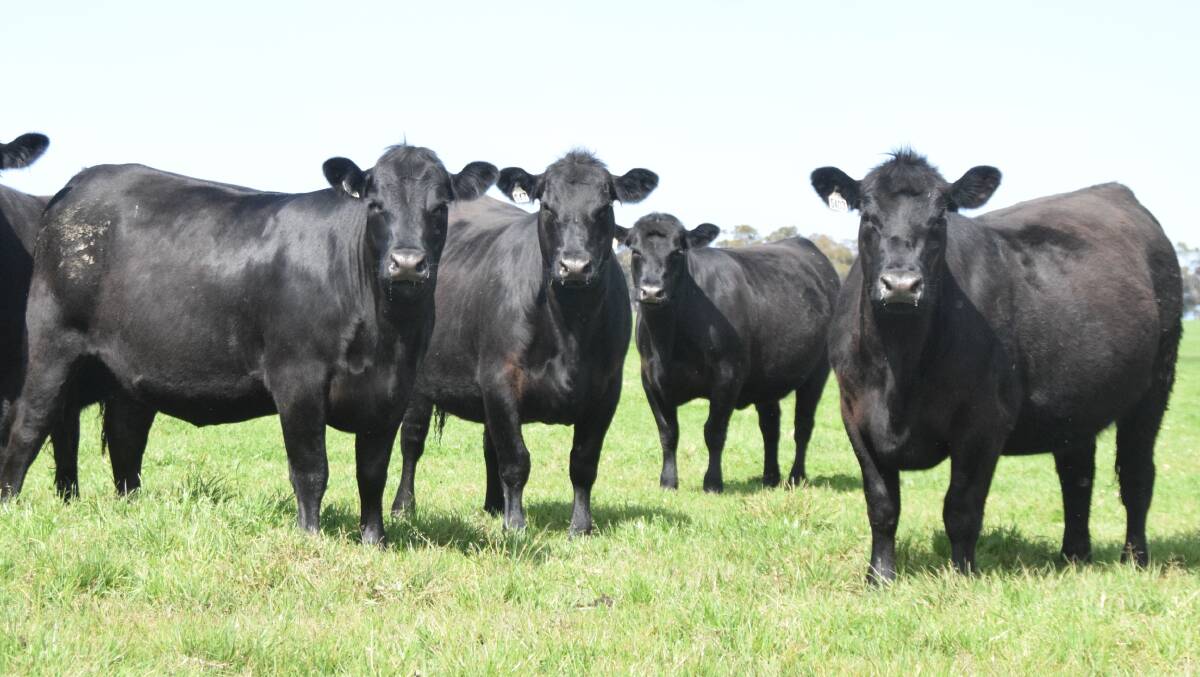 Pregnancy-tested-in-calf heifers at the Metcalfe family's WA mixed farming operation. Picture supplied.