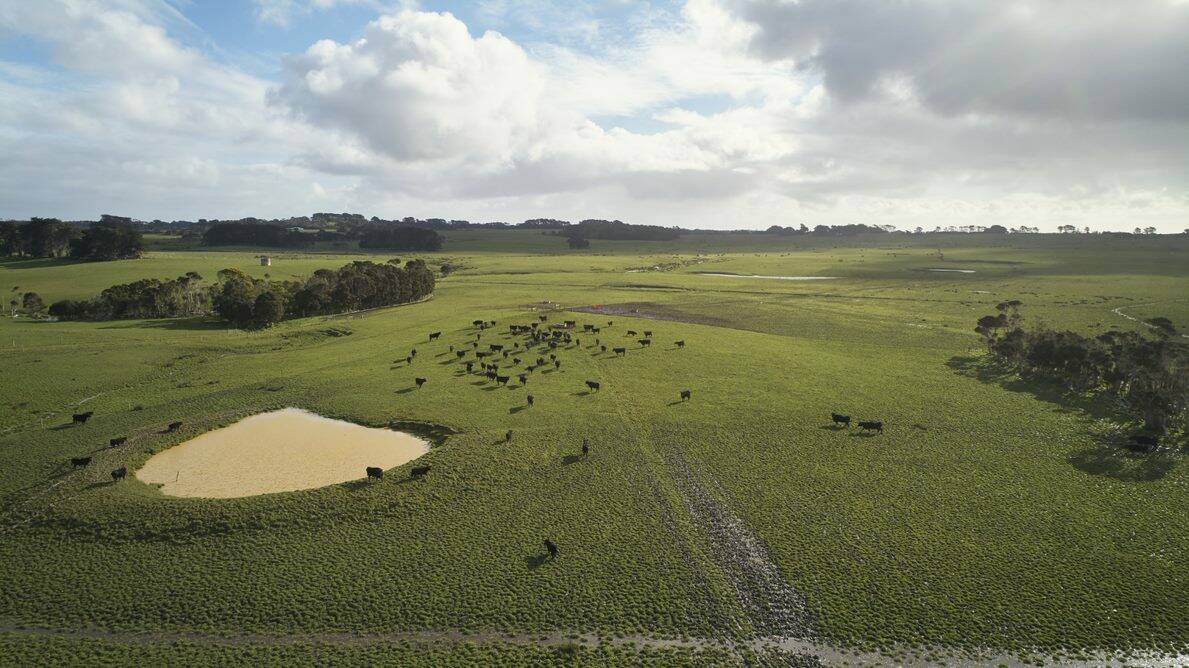 TOP VIEW: Angus cattle run by National Australia Bank clients the Raff family in Tasmania.