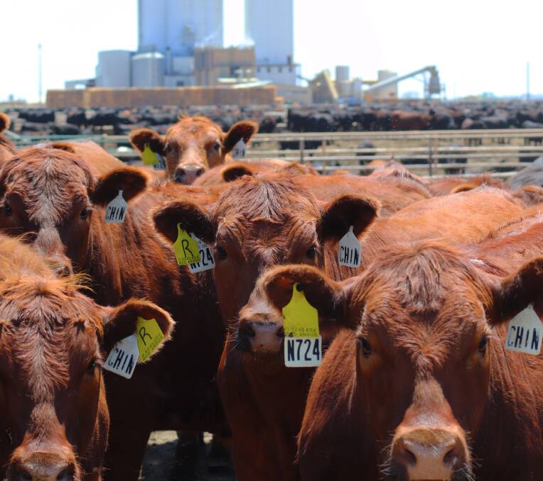 US beef production is set to fall, opening doors for Australian exports, but it won't be all smooth sailing, Steve Martyn reports.