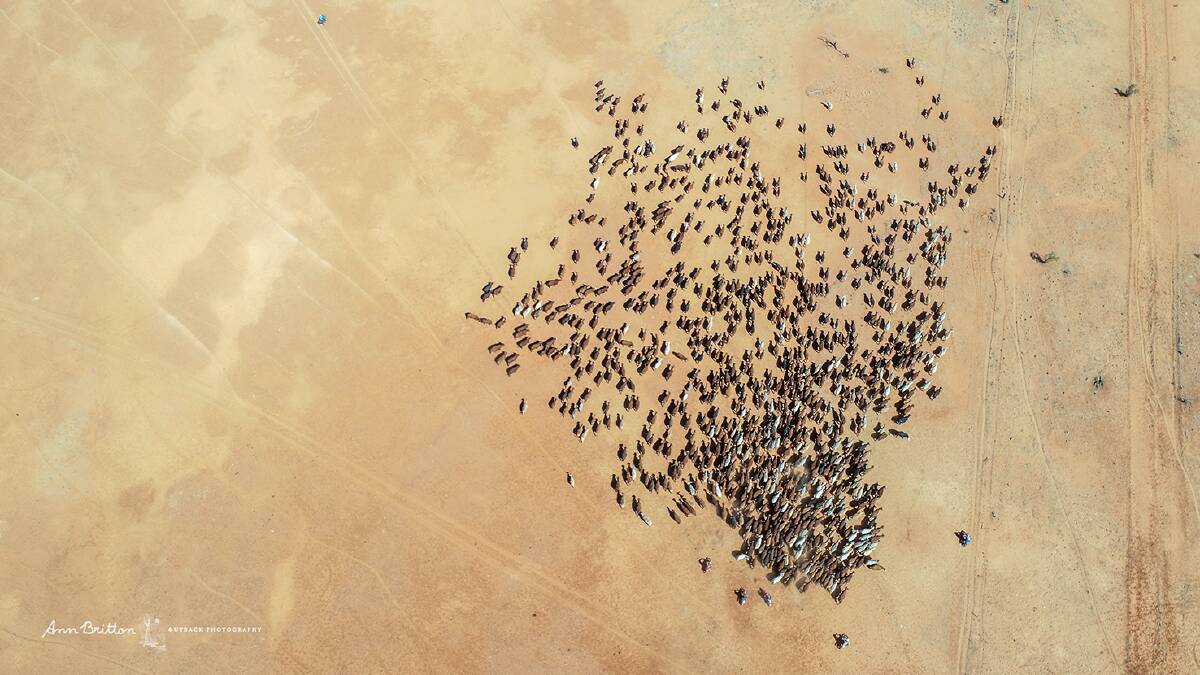 BIRD'S EYE VIEW: This image of Goodwood steers being mustered mid last year was taken at a height of 120m with the assistance of Ann Brittons latest photography tool, a drone she calls Dame Drone. The muster, which covered 36,000 hectares, resulted in the bigger steers marketed direct to processors and the lighter ones to live exporters. They were in prime condition courtesy of three riper seasons in a row and were headed for the yards.