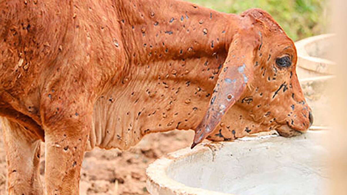 Cattle industry in crisis mode over lumpy skin