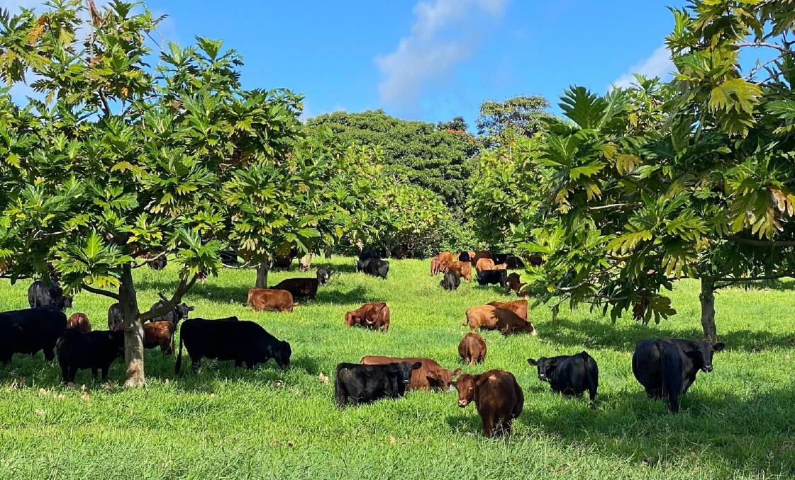 Cattle grazing under orchards on Hana Ranch. Picture supplied.