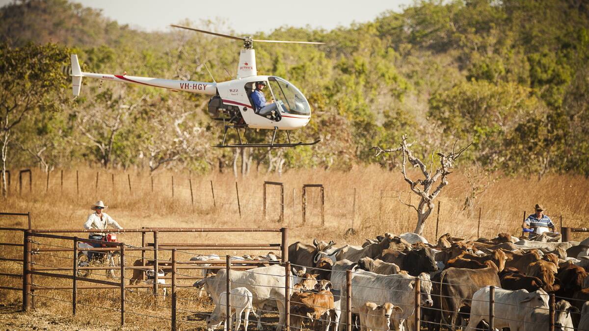 Changing the culture of aerial mustering