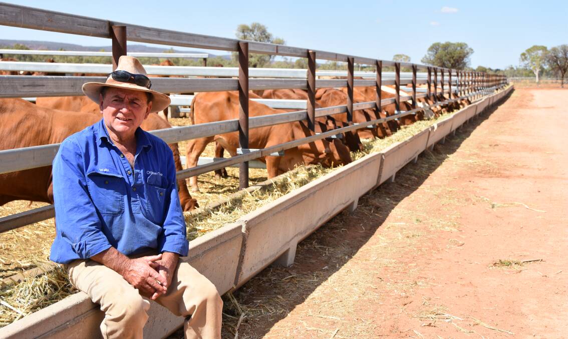 Wally Klein with bought-in Droughtmaster Charolais cross heifers in his feedyard. 