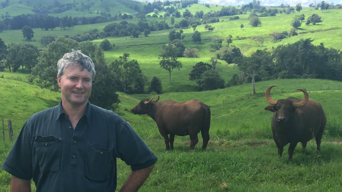 Australian Buffalo Industry Council president Mitch Humphries with stock.