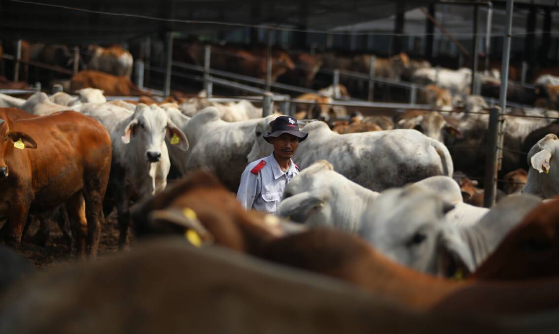 WELFARE PARAMOUNT: Australian cattle in an Indonesian feedlot. IMAGE: MLA