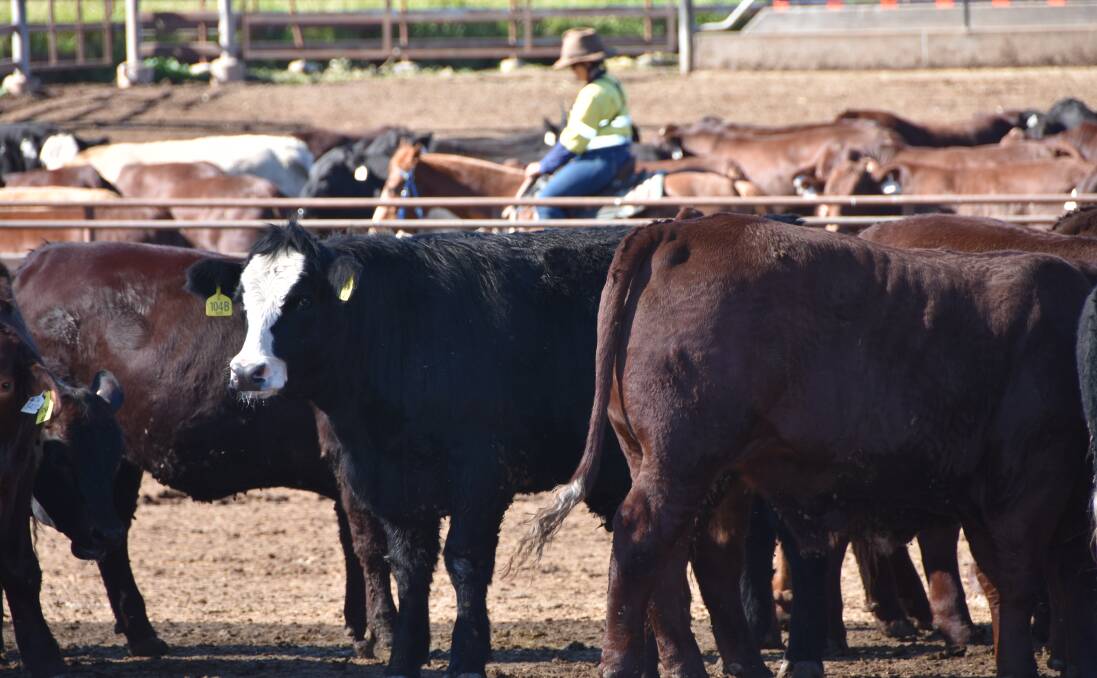 ON FEED: At the end of March 2022, there were 1,269,927 cattle on feed in Australia, which is 30,364 head higher than the previous record set in quarter four of 2019, when Australia was in the middle of its worst drought. IMAGE: Shan Goodwin