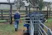 Cattle pour-ons are not a cure for COVID, experts warn