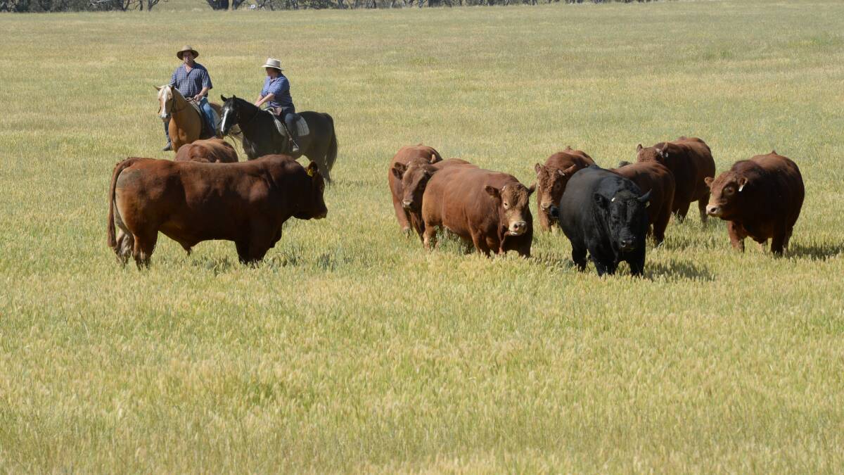 New grass-fed cattle peak body in the wind