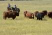 New grass-fed cattle peak body in the wind