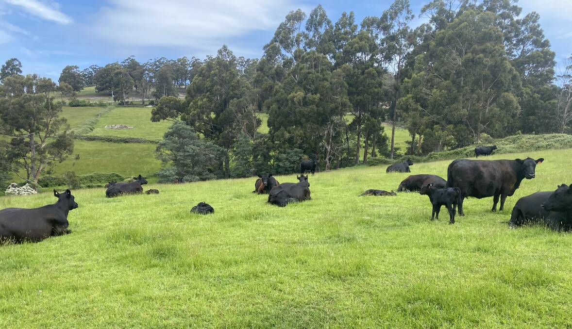PICTURESQUE: Cattle on Rex Williams' organic Kelty Farm in Tasmania.