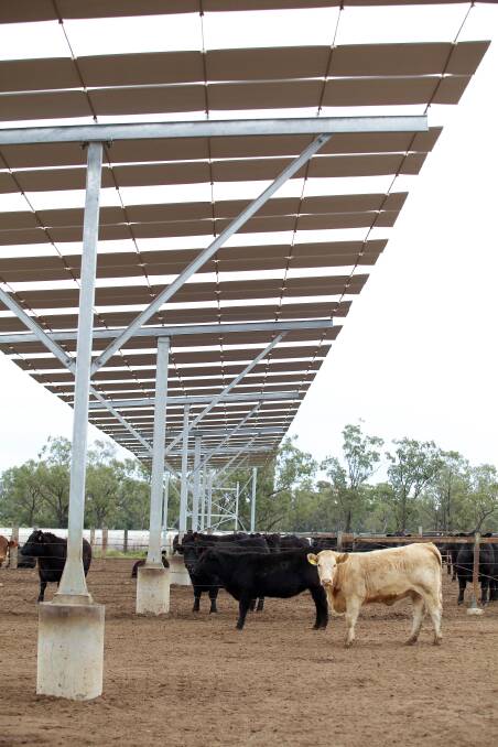 Push to ramp up shade for feedlot cattle
