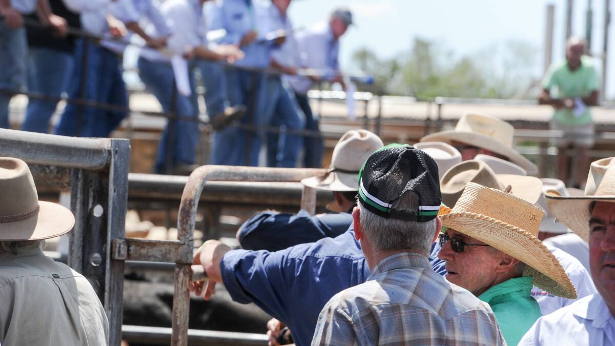 Cattle prices drop on the back of supply lift