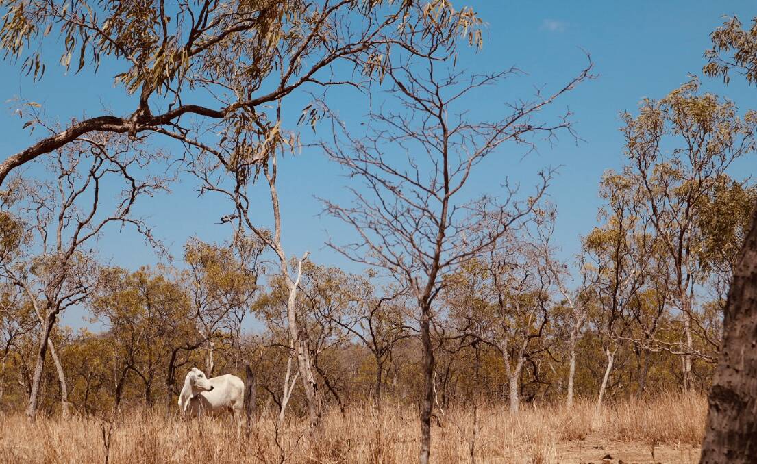 HERE FOR THE LONG HAUL: Pastoral land must be protected from environmental damage as the mining game ramps up, beef producers in the north say. IMAGE: NTCA