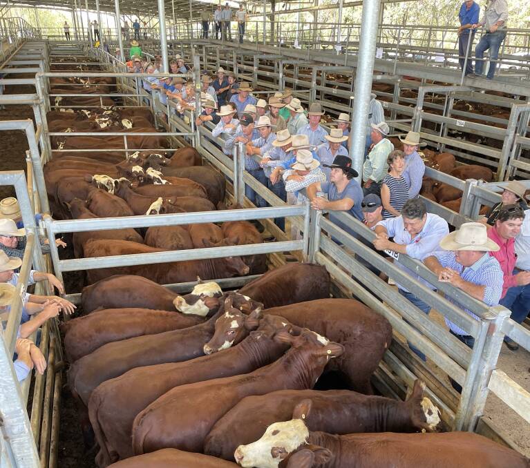 Buyers line the rails at the Casino weaner sales late last week in northern NSW. Picture by Mark Phelps.
