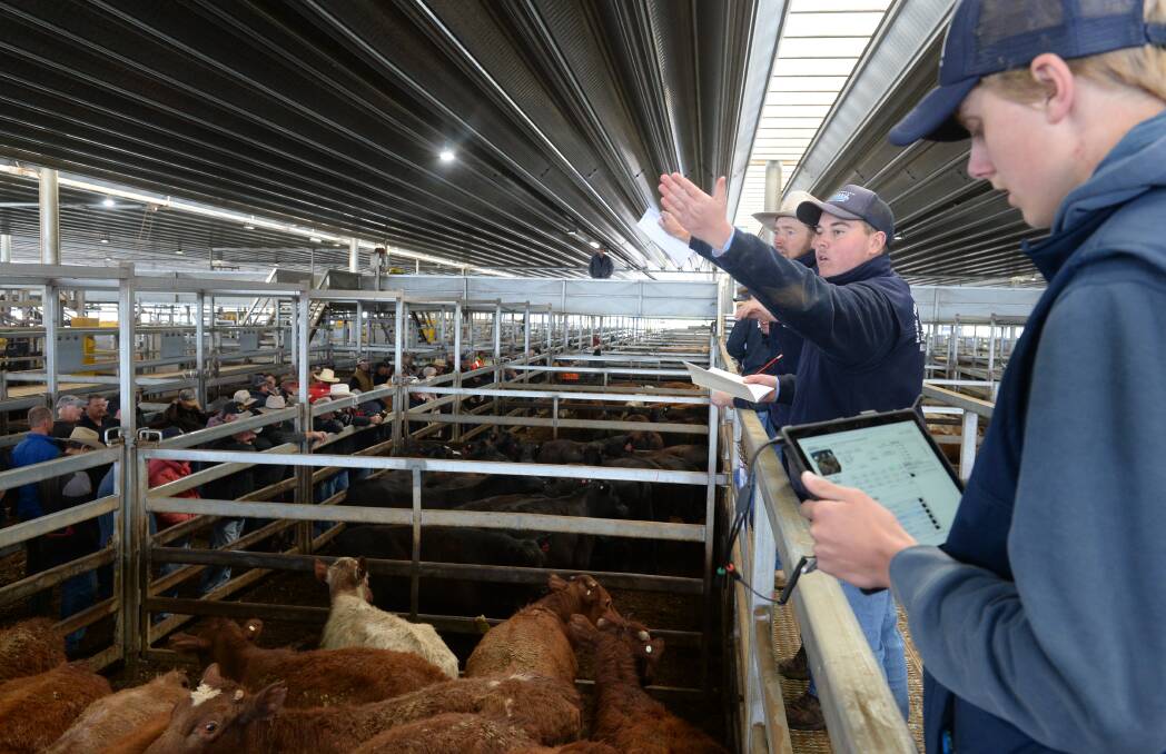 GONE: The action at Carcoar store cattle sale on Friday. Photo: Rachael Webb.