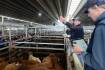 Rain-driven cattle price rally likely to be fleeting