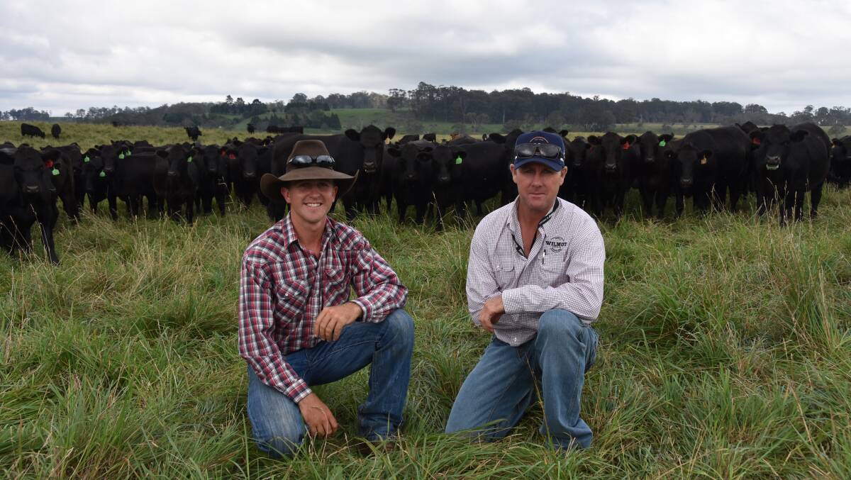 Wilmot head stockman Troy Brazier and manager of the Paradise Creek property Shane Curtis with stock. Picture Shan Goodwin.