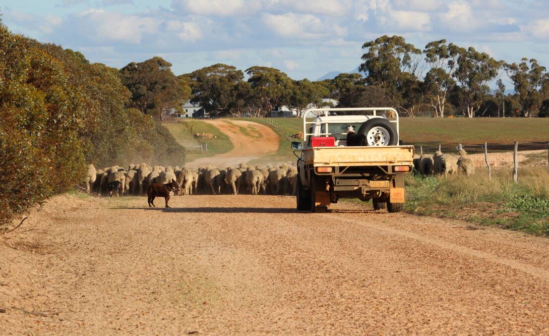 The tough situation many WA sheep producers currently find themselves in is a 'preview' of what life will be like permanently if the live-ex trade is closed, industry leaders have warned.