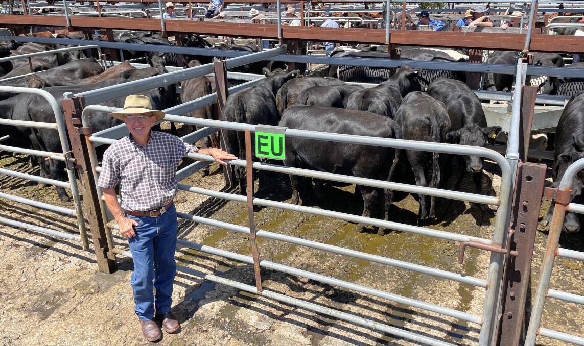 European accredited Angus weaner heifers bred in NSW by Kevin Lowrey, Avon Side, Stratford.