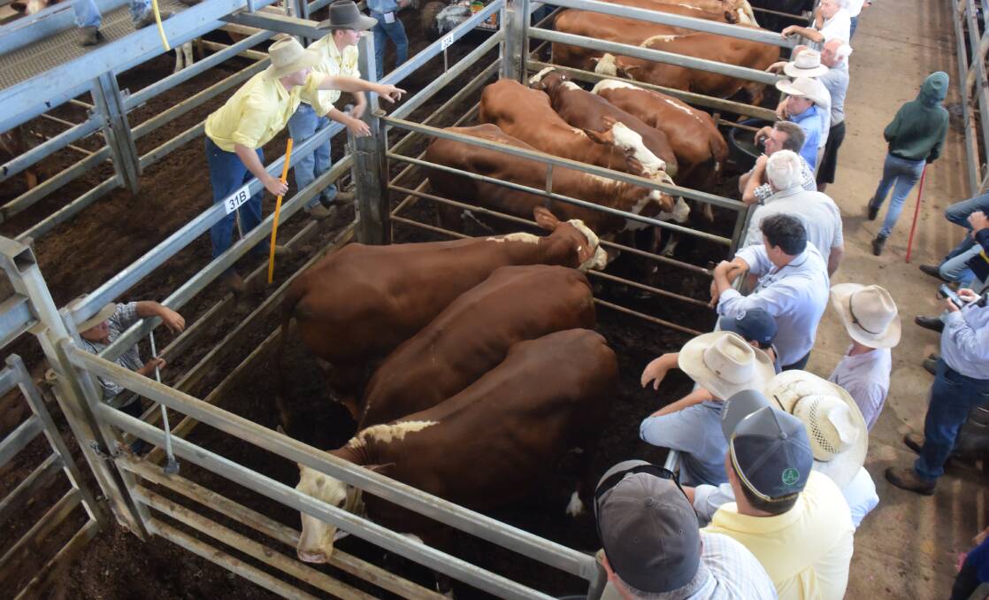 BID UP: Six-tooth Brangus cows, 626kg, from Glyn and Kellie Richards, Casino, made 266c/kg or $1661, at Casino prime sale last Wednesday, going to Teys. The other pen went to Bindaree Beef for $1537. Andrew Summerville, Ray White, Casino, taking the bids. Photo: Jamie Brown