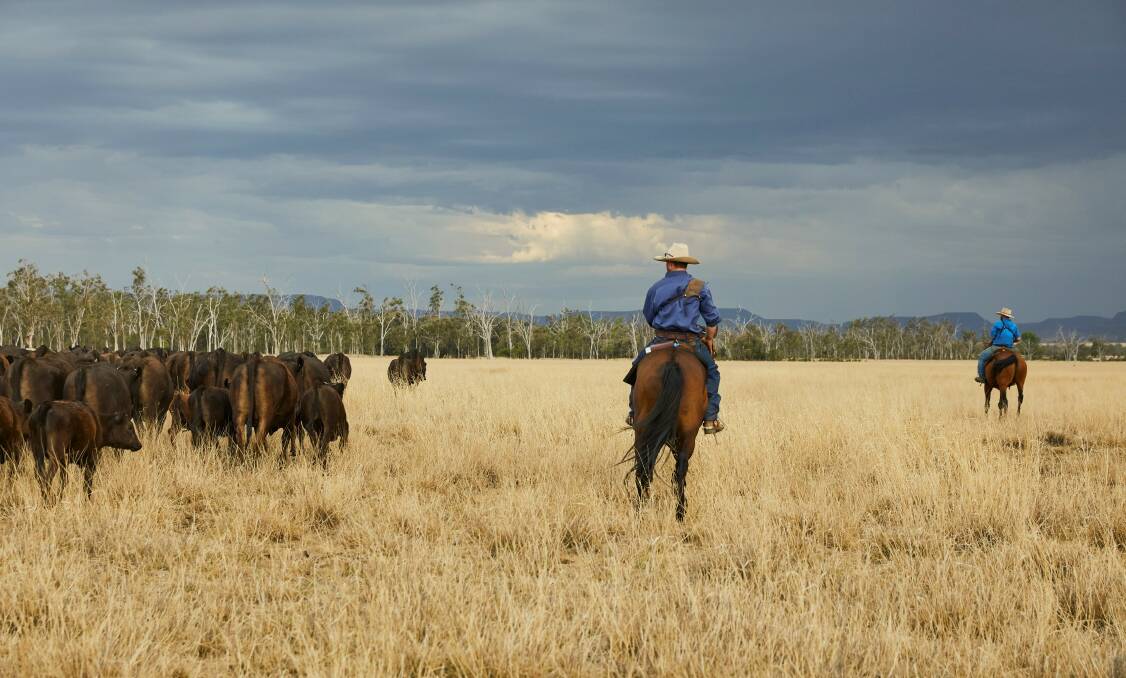 REBUILDING: Cattle are mustered on AACo's Glentana Station, west of Springsure in Queensland.
