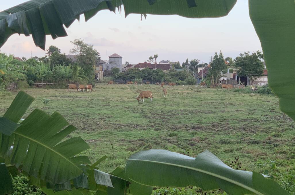 
CLOSE QUARTERS: Cattle in a paddock in Seminyak, just 500m from the main tourist strip of the popular Bali holiday centre.