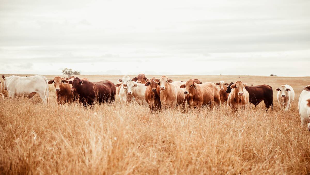 NEW ERA: The cost-price squeeze has turned for beef producers, new analysis shows. That means productivity improvements go straight to the bottom line. Photo: Lucy Kinbacher