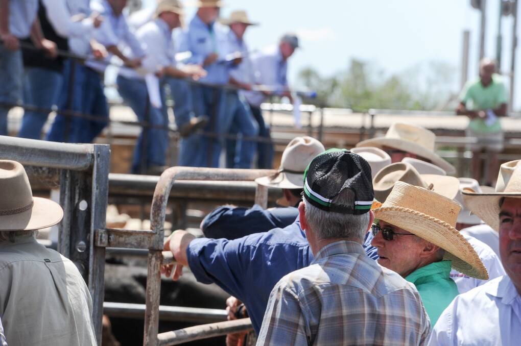 TAKE A GUESS: How long the grass fever that has fueled hectic saleyard action will continue is the big question in beef right now. Photo: Lucy Kinbacher