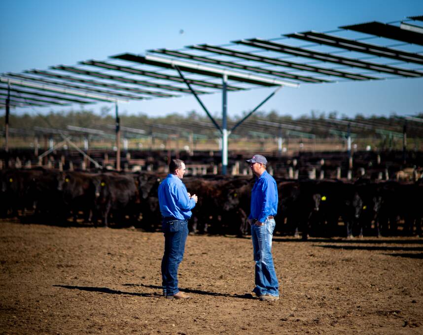 Push to ramp up shade for feedlot cattle