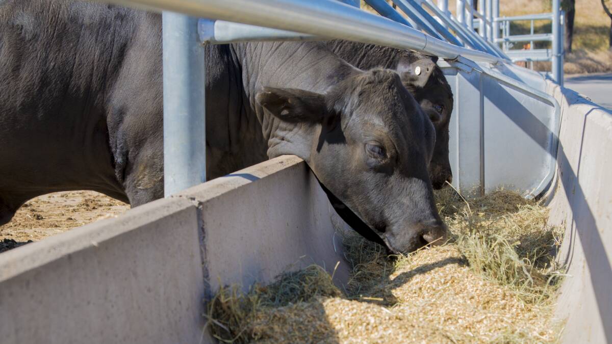 Cattle numbers on feed remain steady