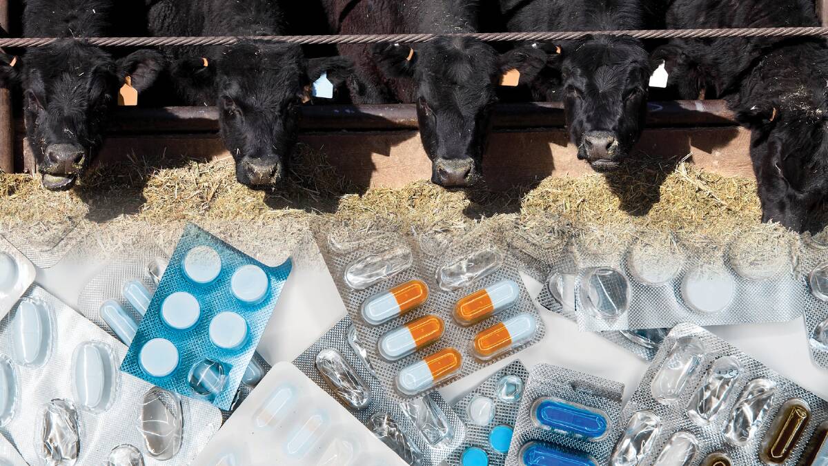 Antibiotic crisis: The tightrope beef is walking