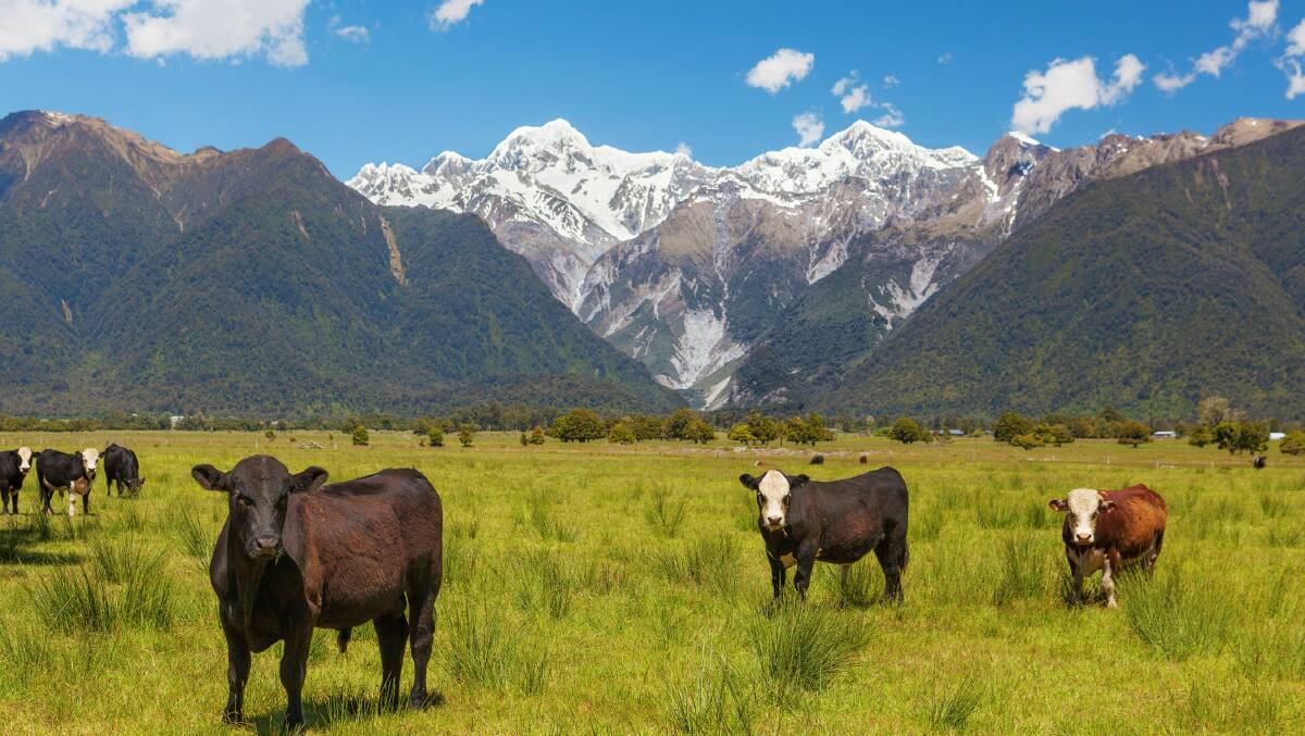 Cattle grazing in the South Island of New Zealand.