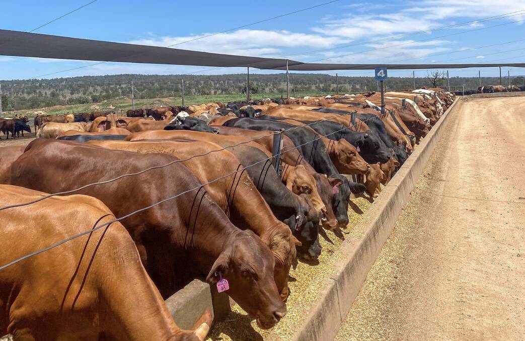 Cattle on feed at Smithfield.