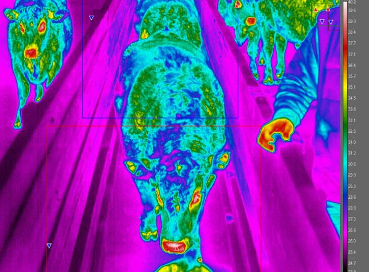 Thermal mapping of cattle.