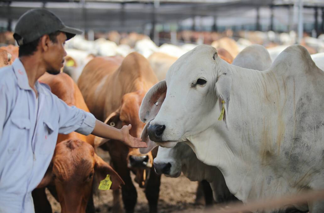 TOUGH TIMES: Numbers of live northern cattle being shipping to Indonesia are in heavy decline at the moment. Image: MLA 