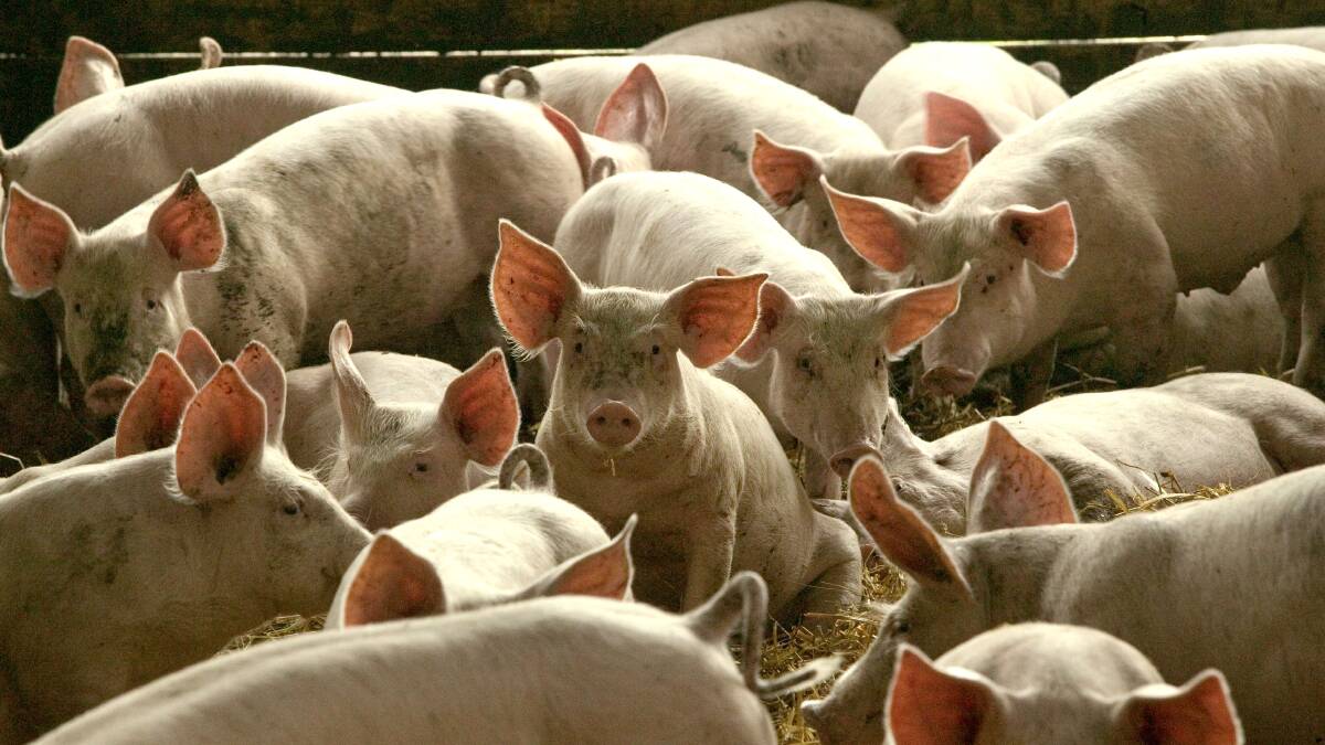 Defence against swine fever stepped up